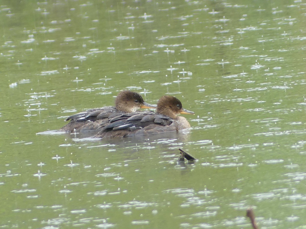 Hooded Merganser - ML639270718