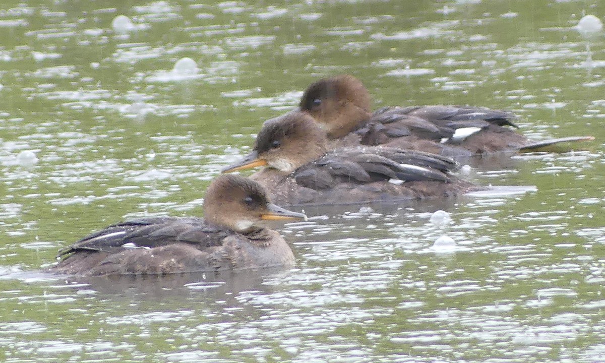 Hooded Merganser - ML639270719
