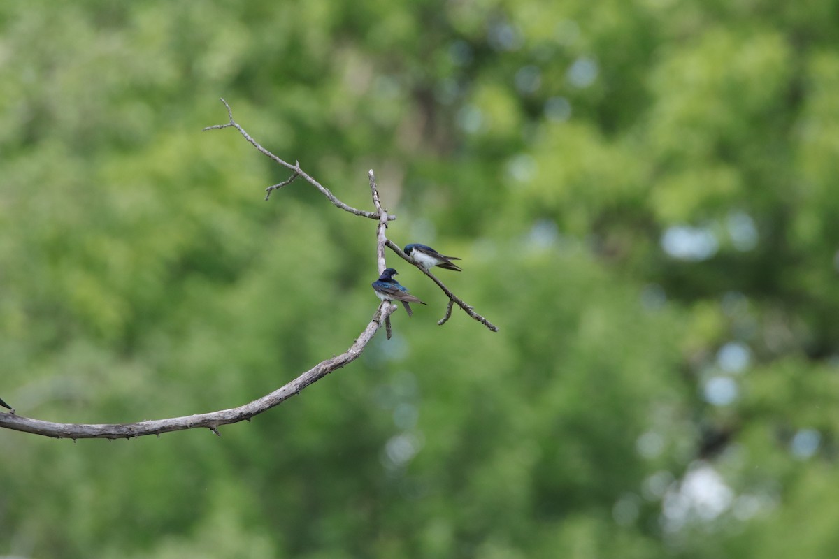 Tree Swallow - ML639270757