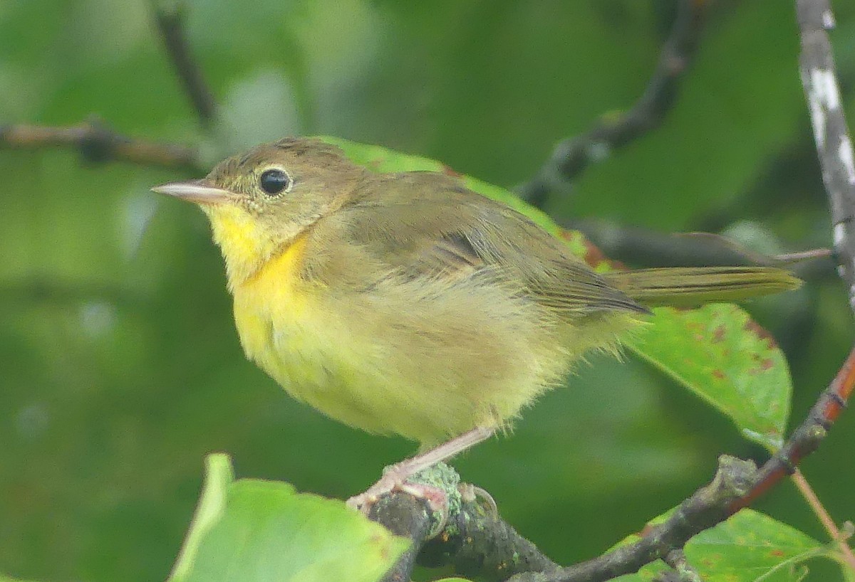 Common Yellowthroat - ML639270764