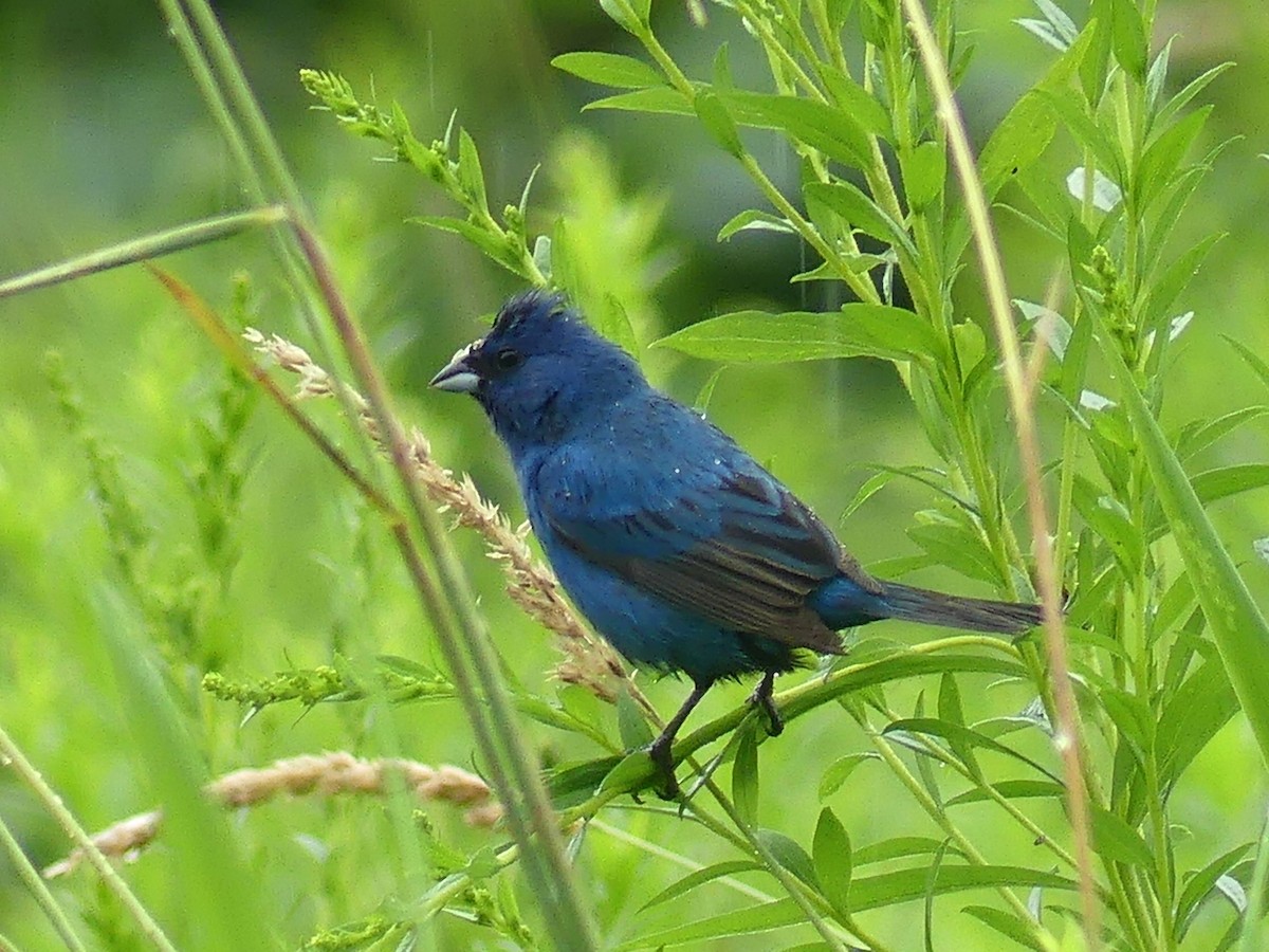 Indigo Bunting - ML639270787