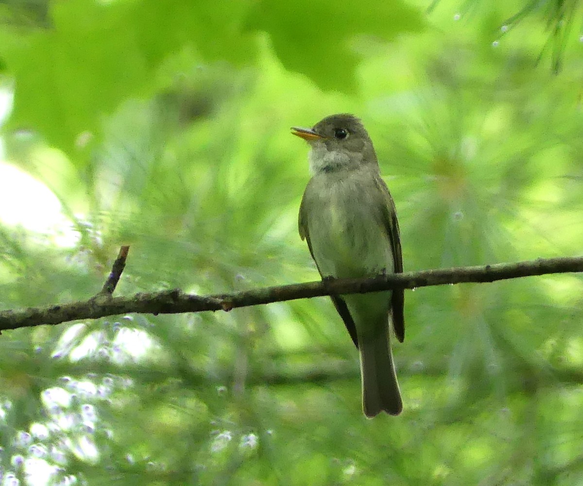 Eastern Wood-Pewee - ML639270821