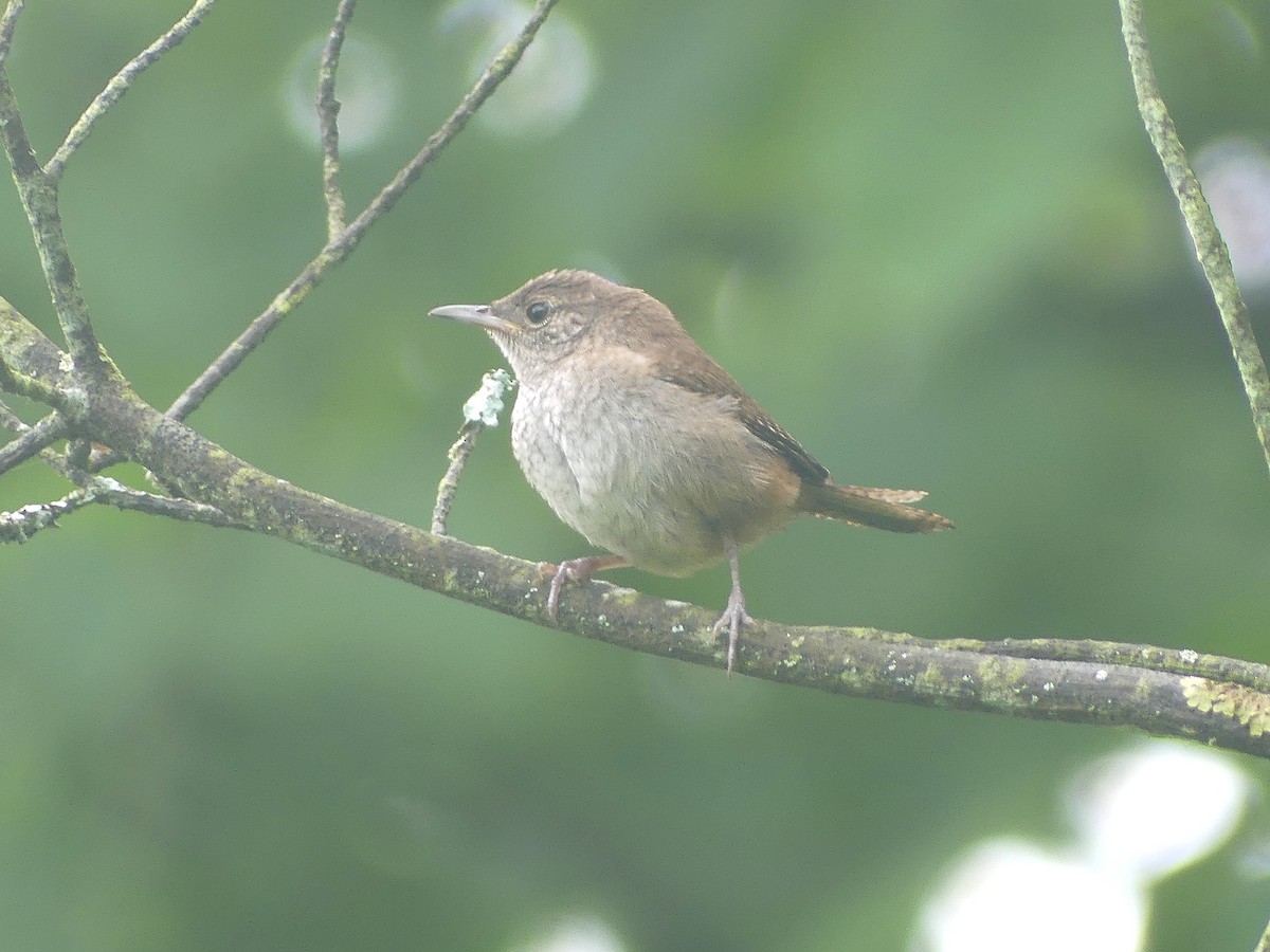Northern House Wren - ML639270840