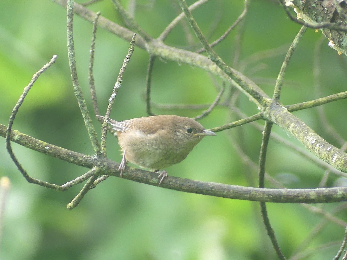 Northern House Wren - ML639270841