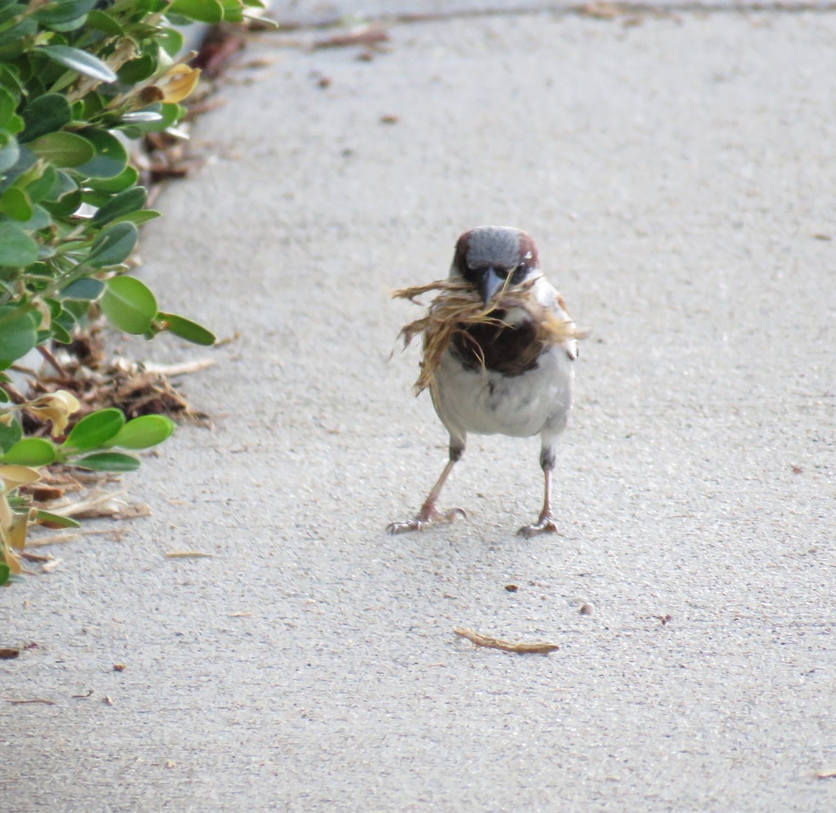 House Sparrow - Ann Tanner