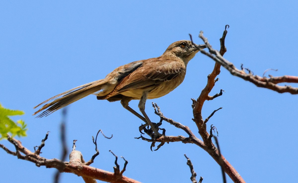 Bahama Mockingbird - ML639271068