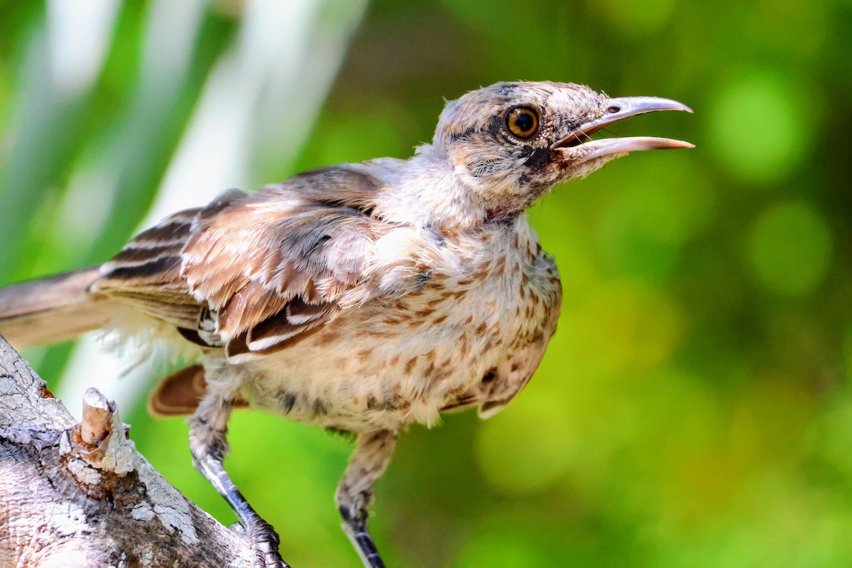 Bahama Mockingbird - ML639271069