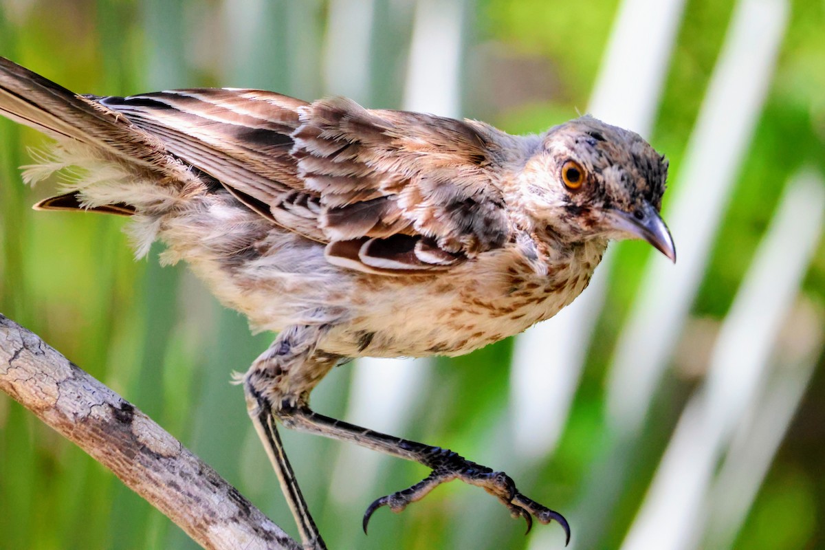 Bahama Mockingbird - ML639271070