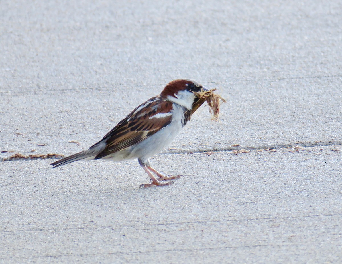 House Sparrow - Ann Tanner