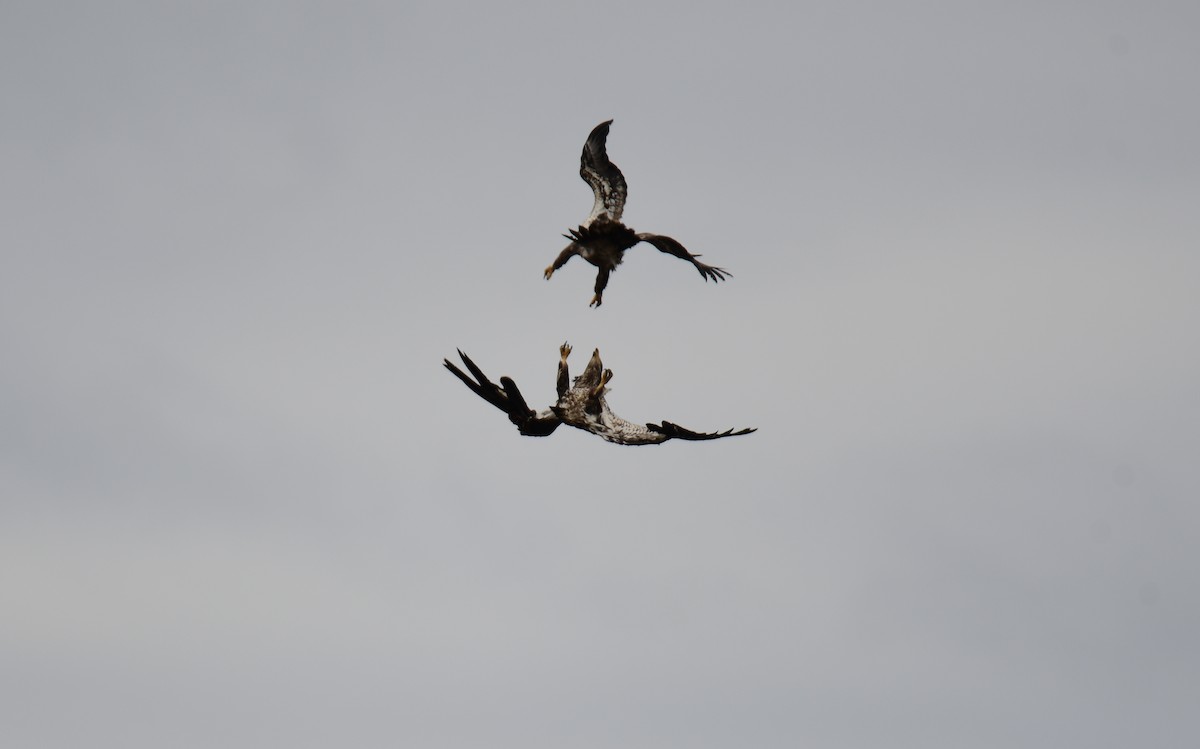 Bald Eagle - ML639271171
