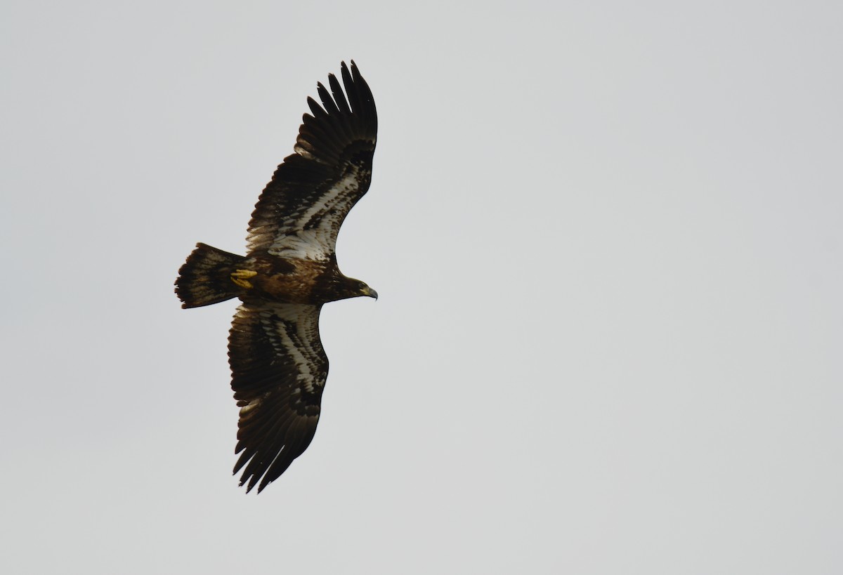 Bald Eagle - ML639271172
