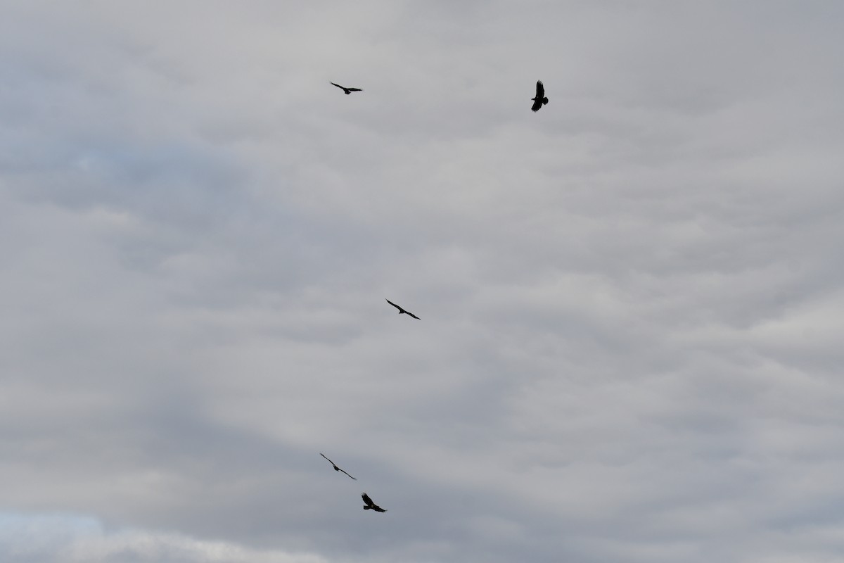 Bald Eagle - ML639271174
