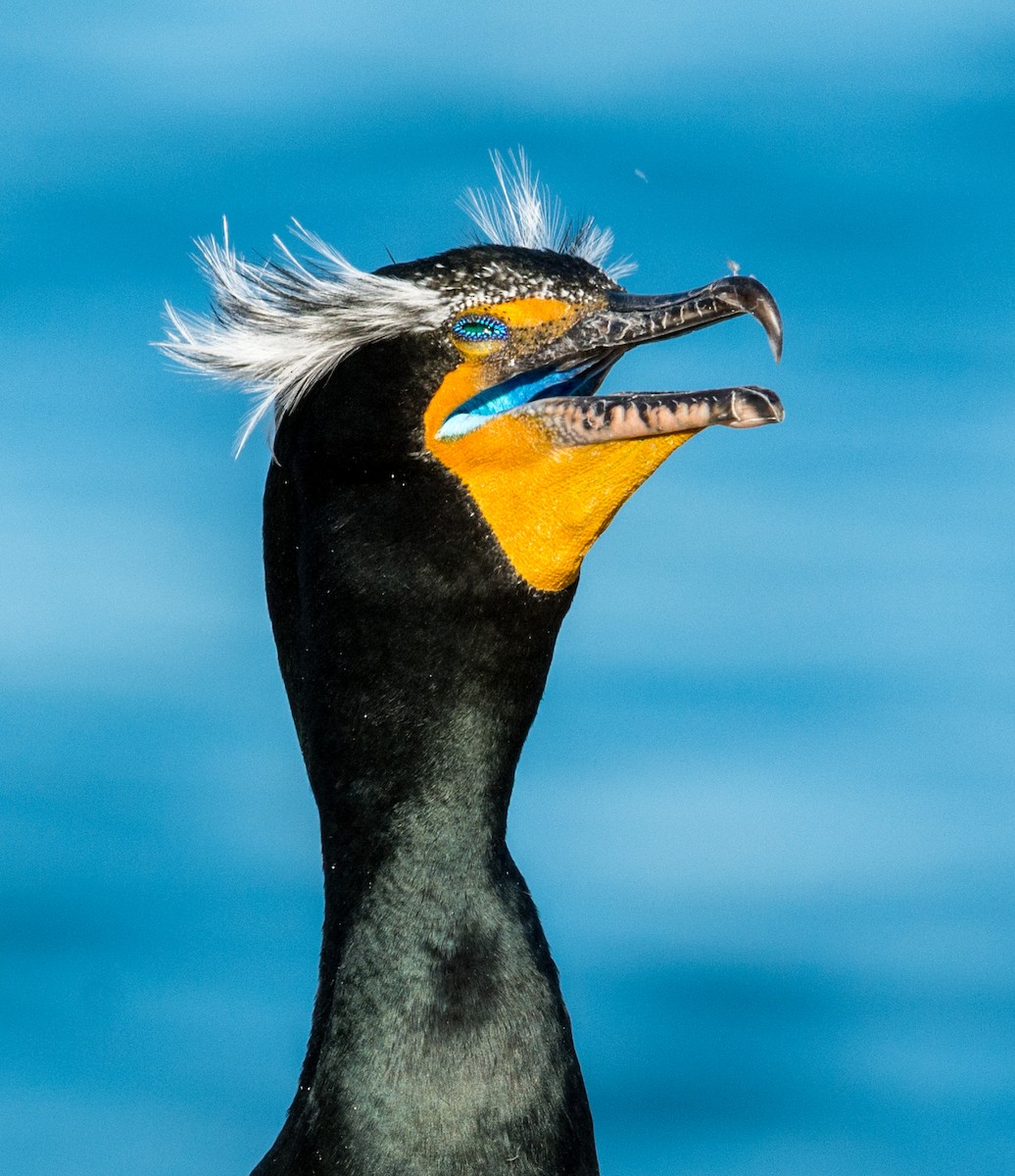 Double-crested Cormorant - ML639271186