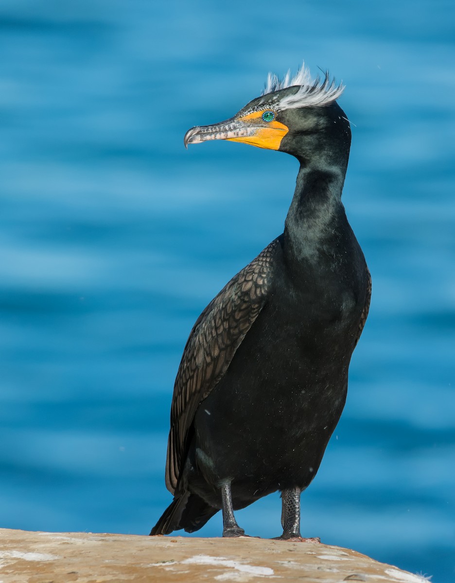 Double-crested Cormorant - ML639271187