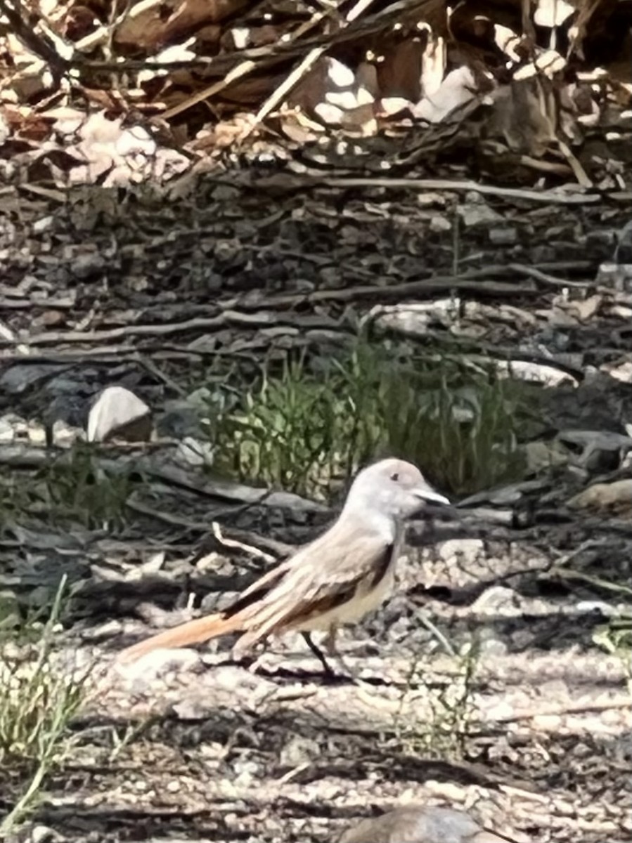 Ash-throated Flycatcher - ML639271209