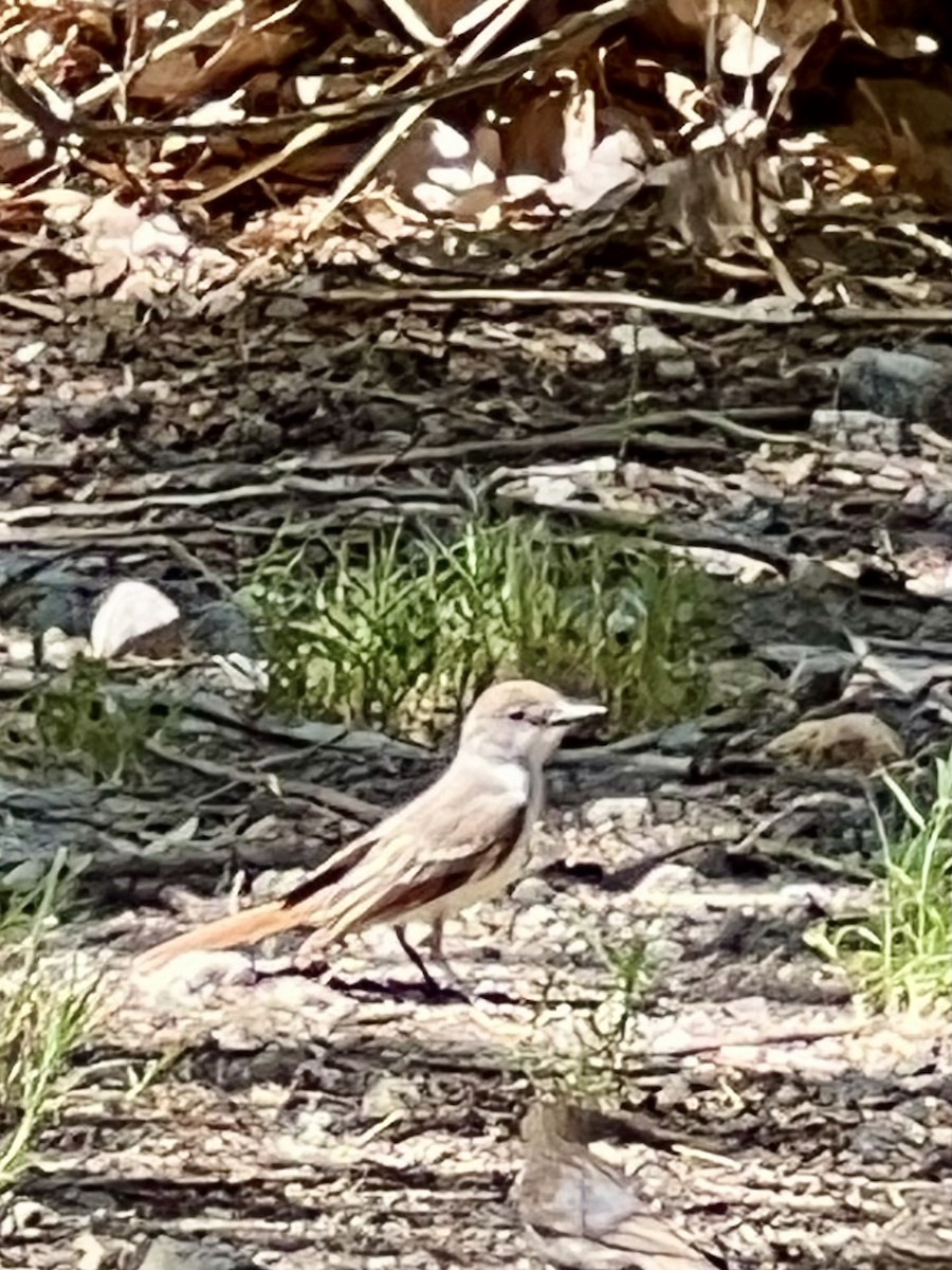 Ash-throated Flycatcher - ML639271211