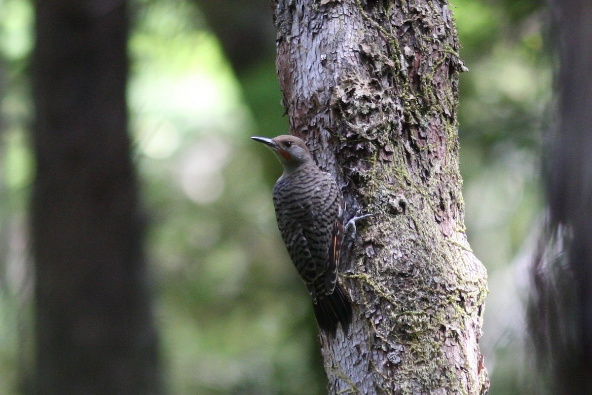Northern Flicker (Red-shafted) - ML639271240