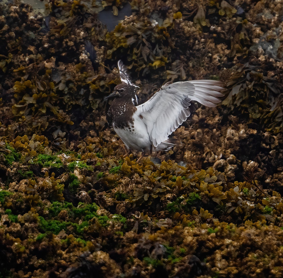 eBird Checklist - 21 Jul 2025 - Bird Rocks - 14 species