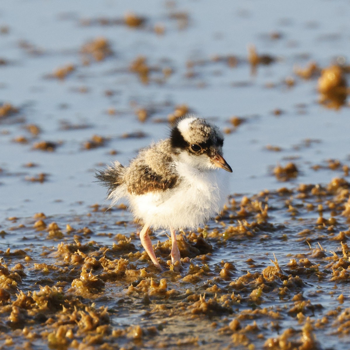 Black-fronted Dotterel - ML639271413