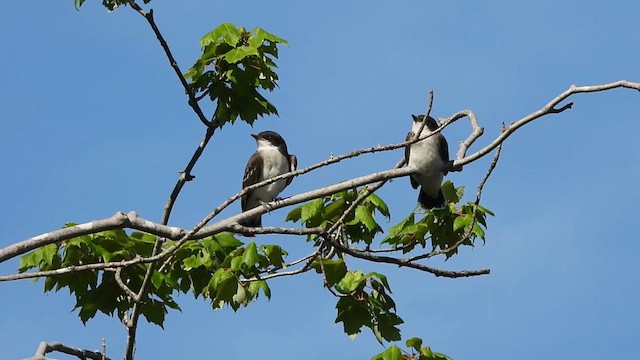 Eastern Kingbird - ML639271504