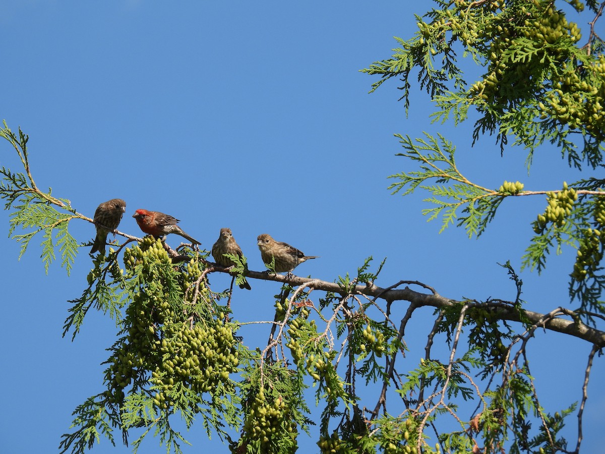 House Finch - ML639271744