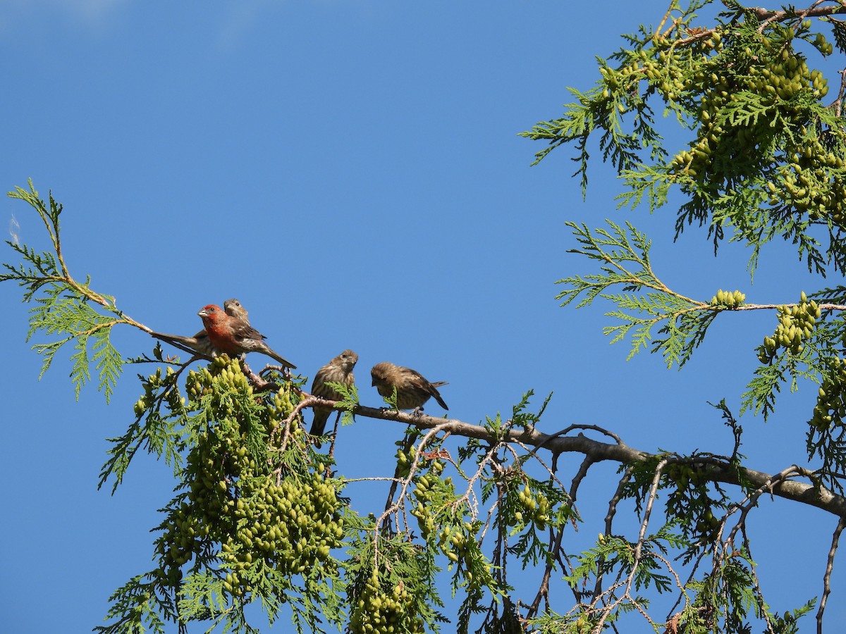House Finch - ML639271745