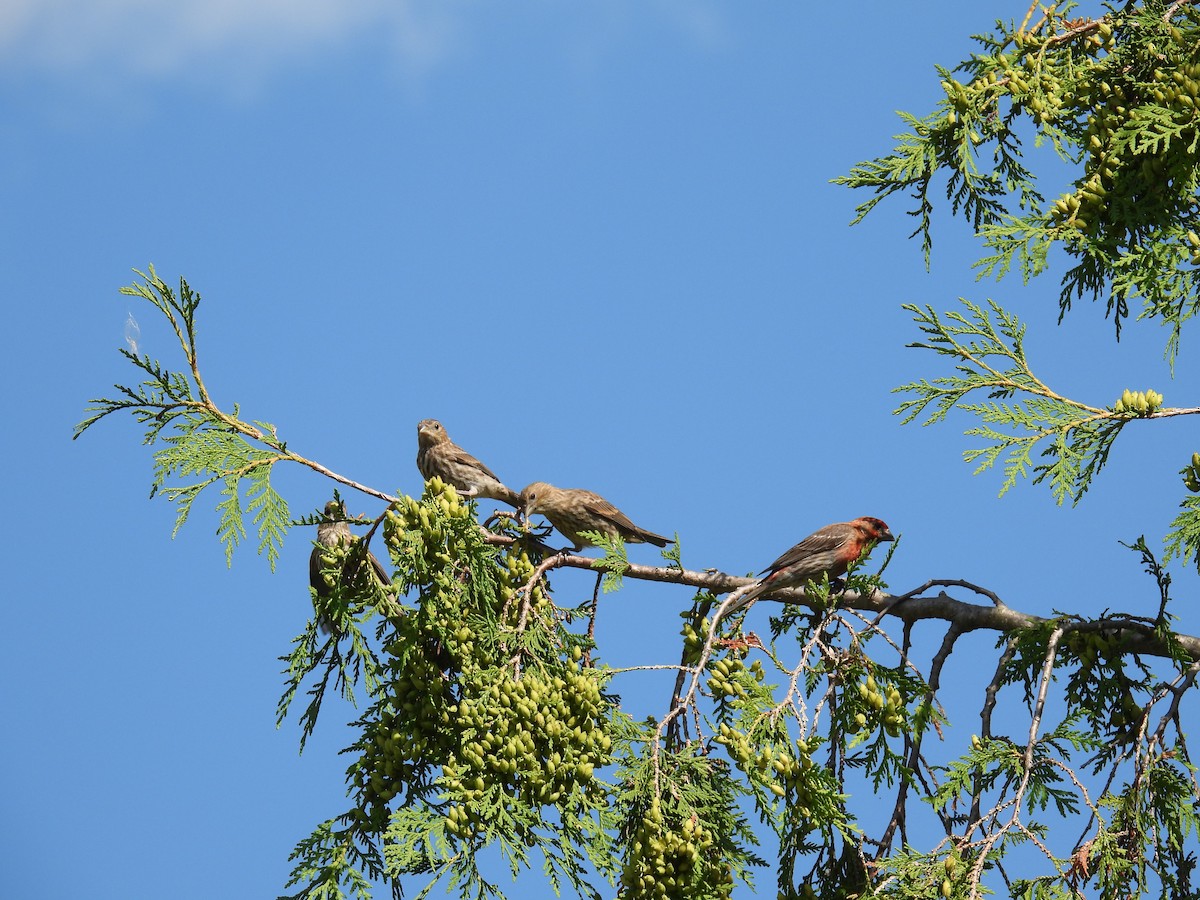 House Finch - ML639271749