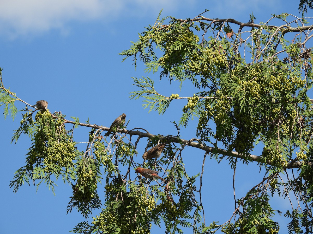 House Finch - ML639271750