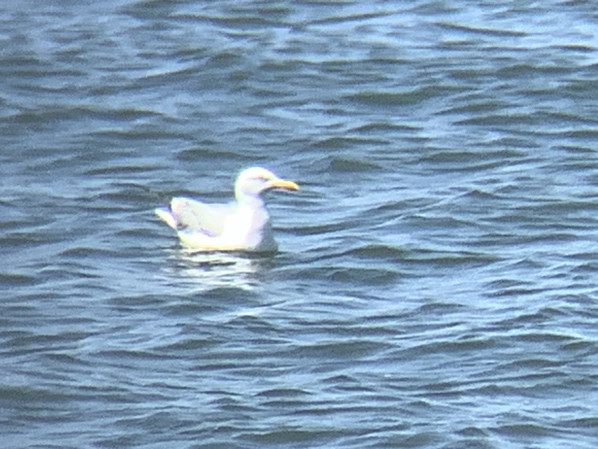 American Herring Gull - ML639271768