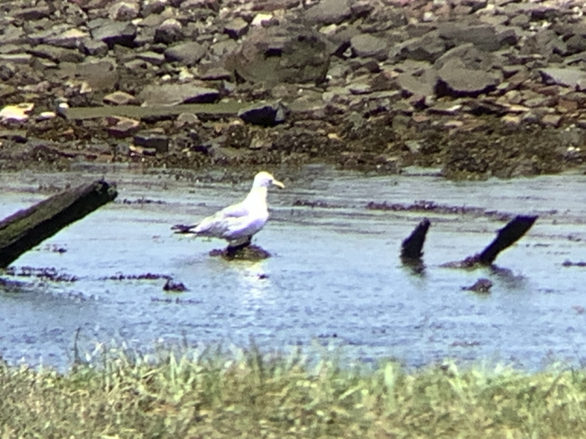 American Herring Gull - ML639271779