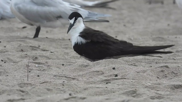 Sooty Tern - ML639271796