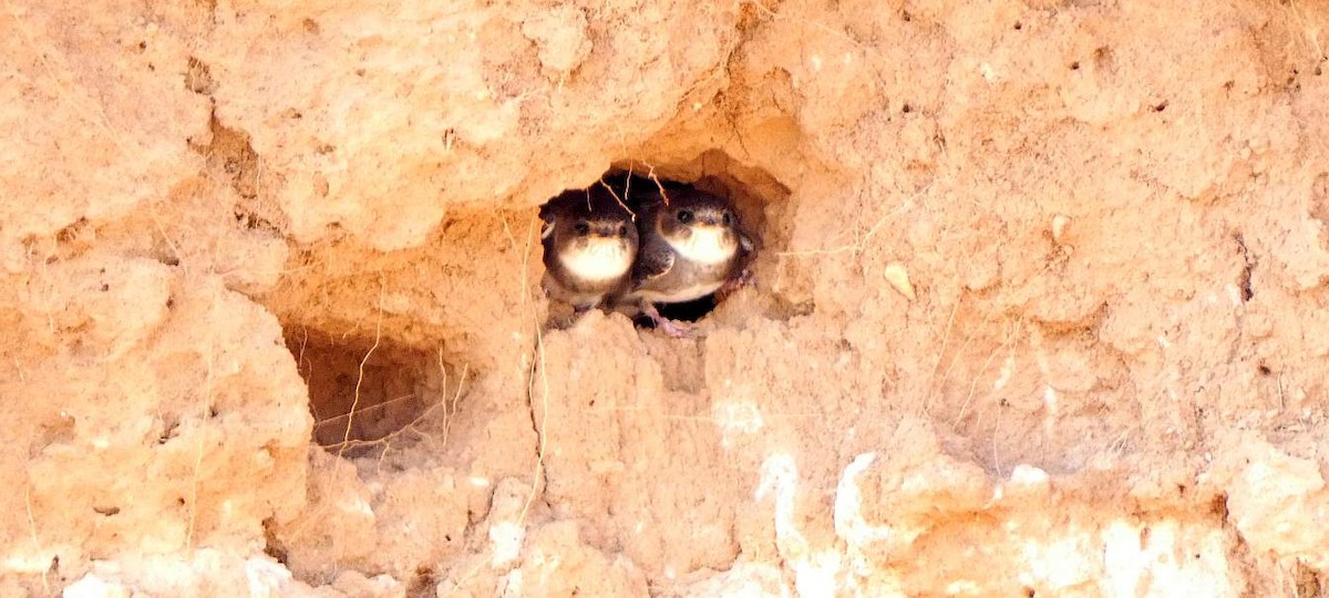 Bank Swallow - ML639271798