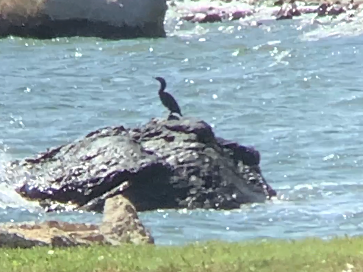 Double-crested Cormorant - ML639271799