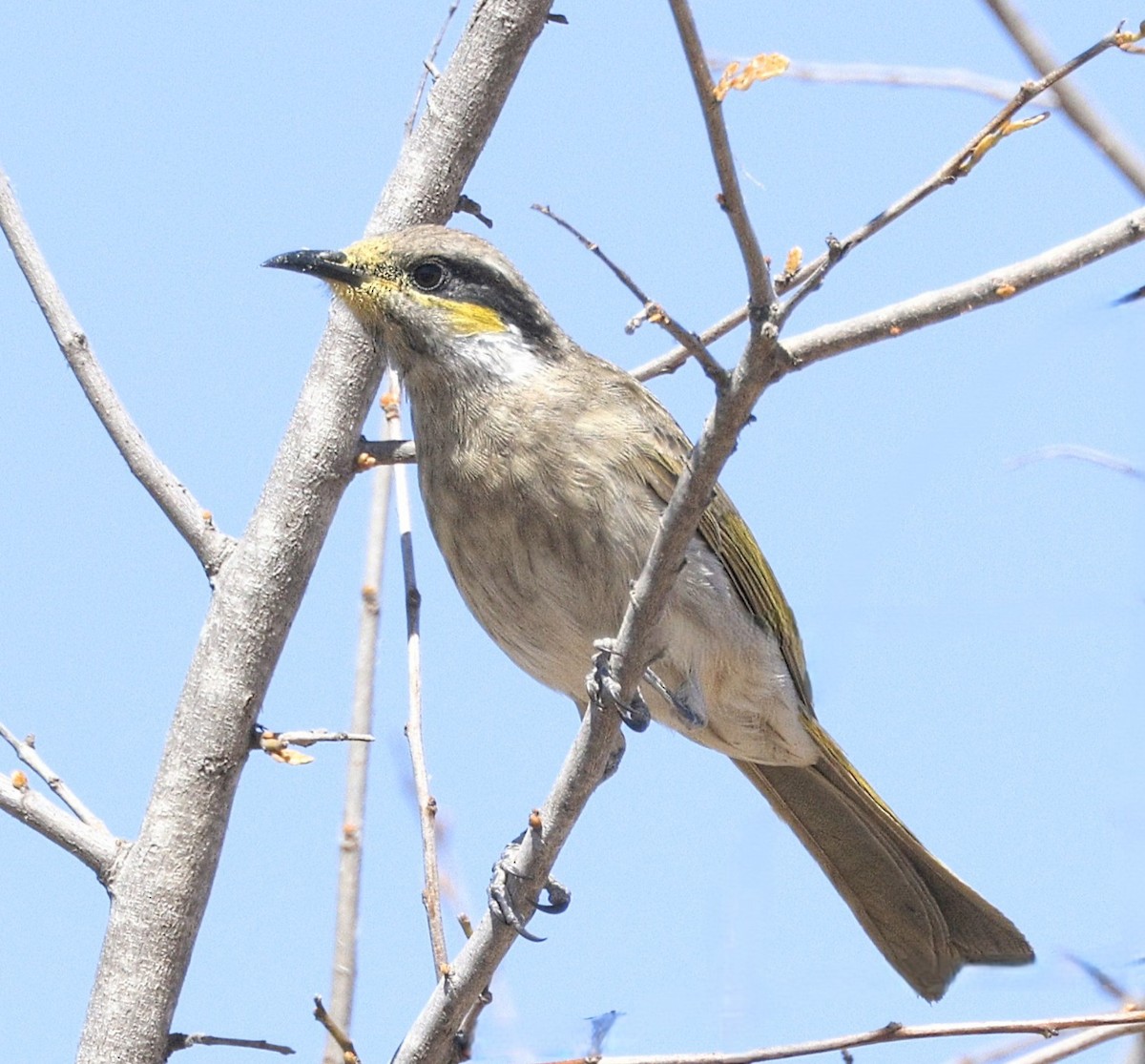 Singing Honeyeater - ML639271813