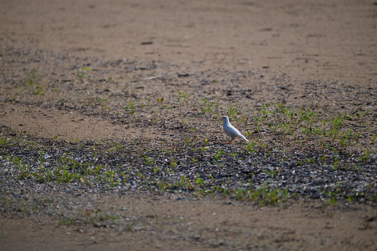 歐洲椋鳥 - ML639271827