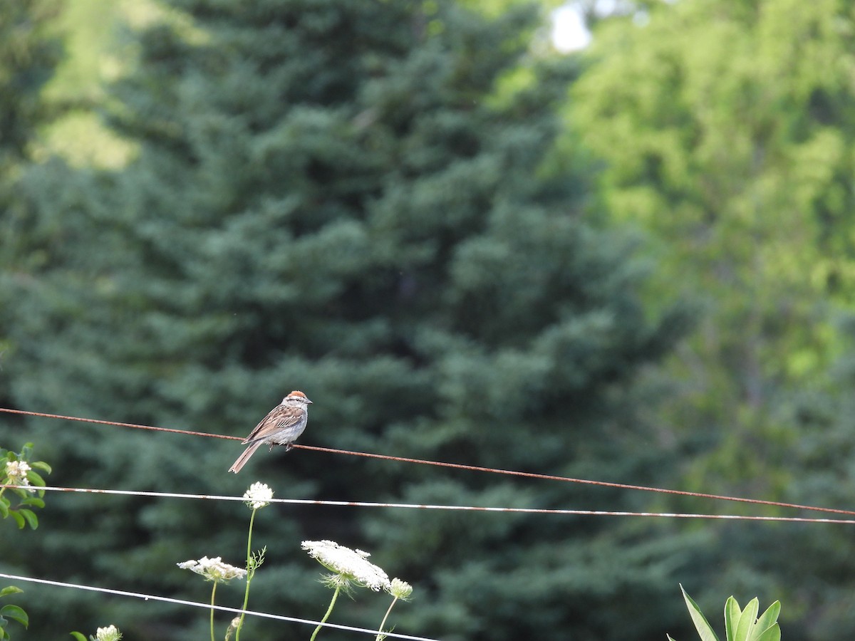 Chipping Sparrow - ML639271878