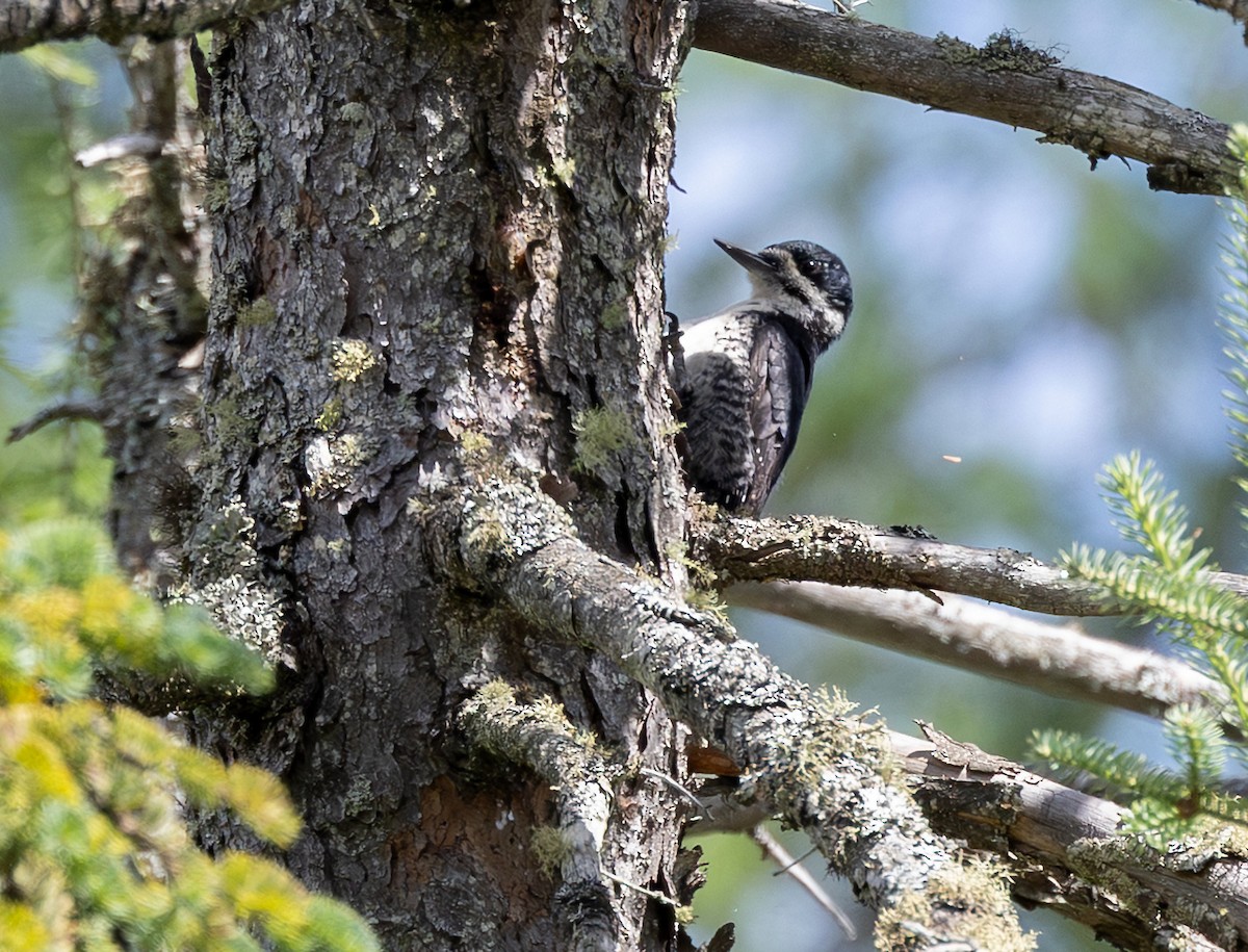 Black-backed Woodpecker - ML639271893