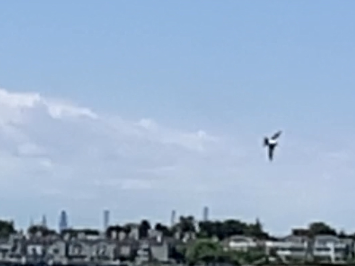 Tree Swallow - ML639271925