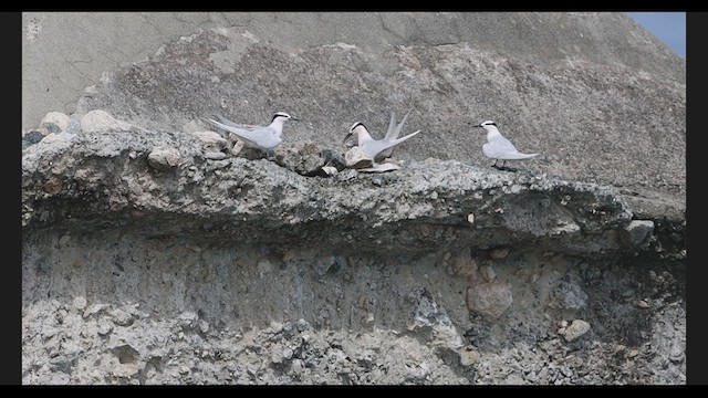 Black-naped Tern - ML639271943