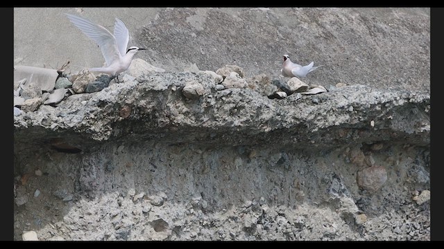 Black-naped Tern - ML639271965