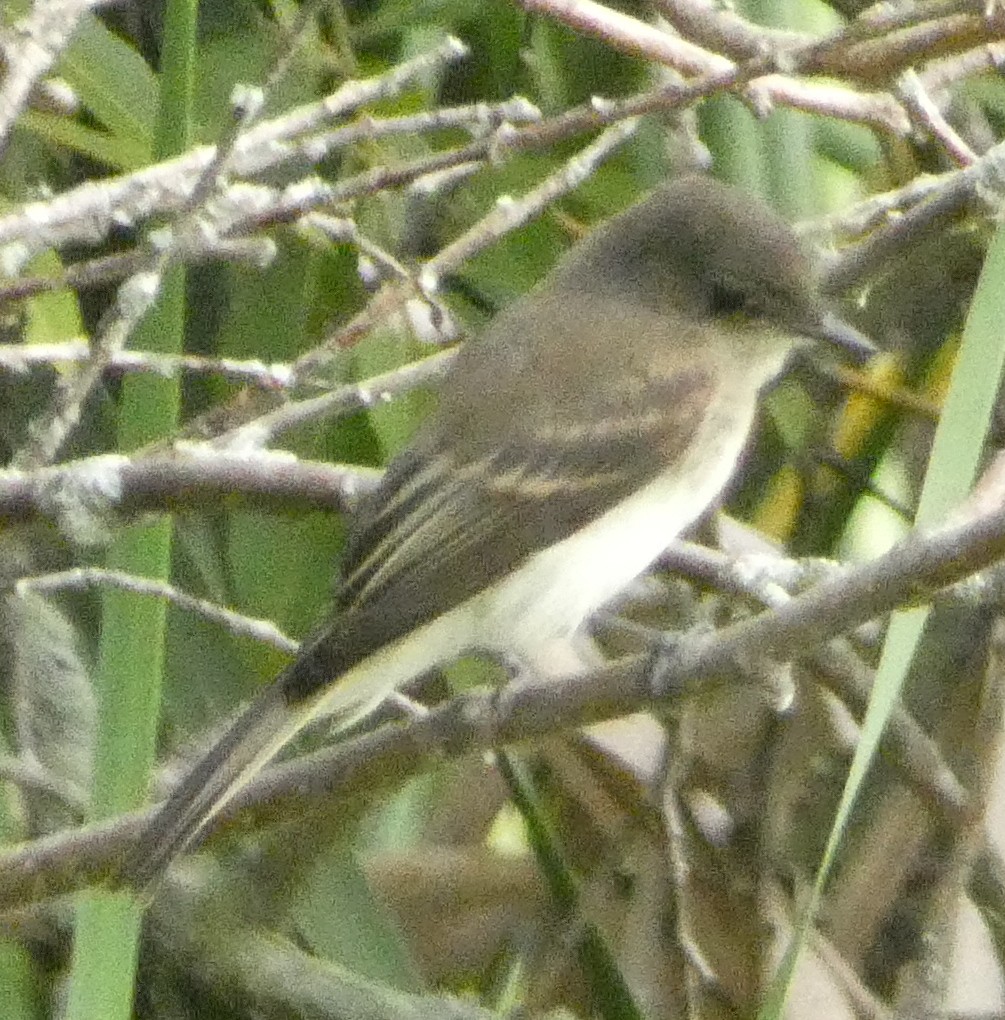 Eastern Phoebe - ML639272037