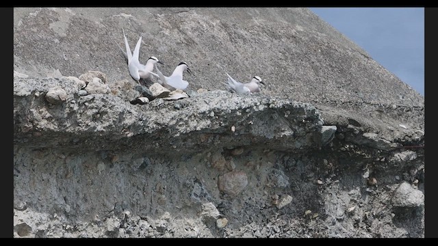 Black-naped Tern - ML639272071