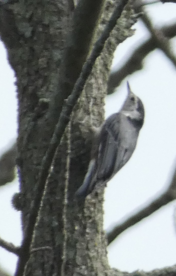 White-breasted Nuthatch - ML639272079
