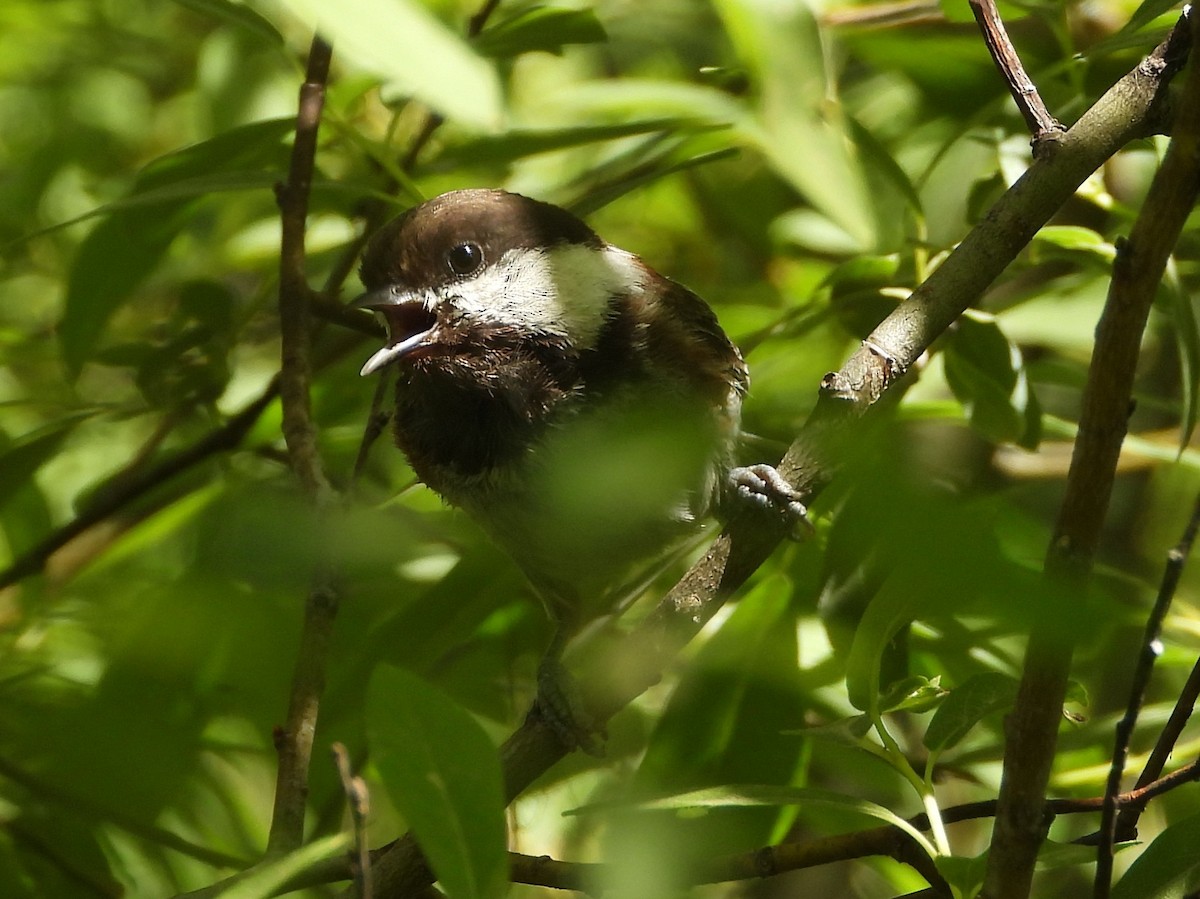 Chestnut-backed Chickadee - ML639272098