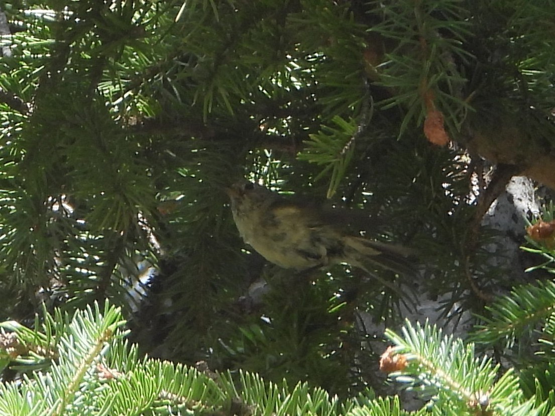 Golden-crowned Kinglet - ML639272110