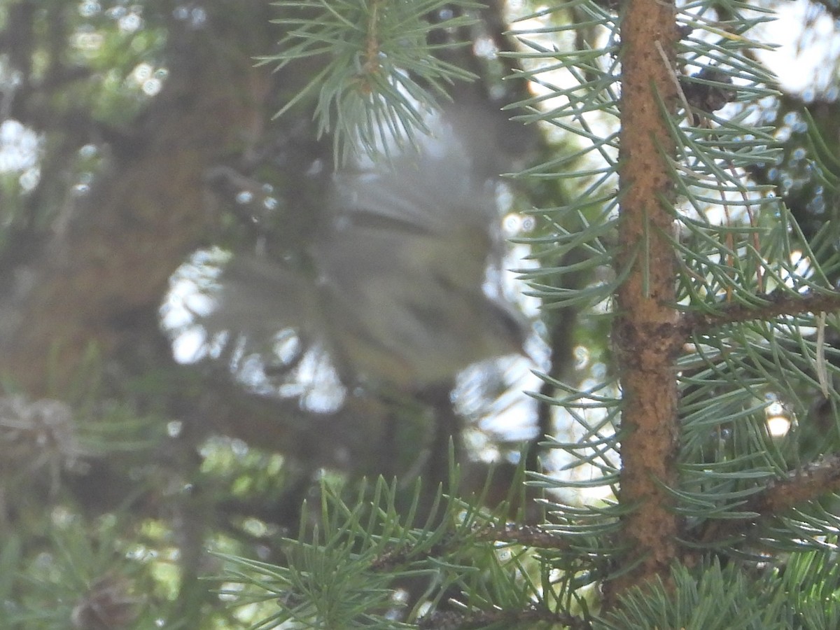 Golden-crowned Kinglet - ML639272111