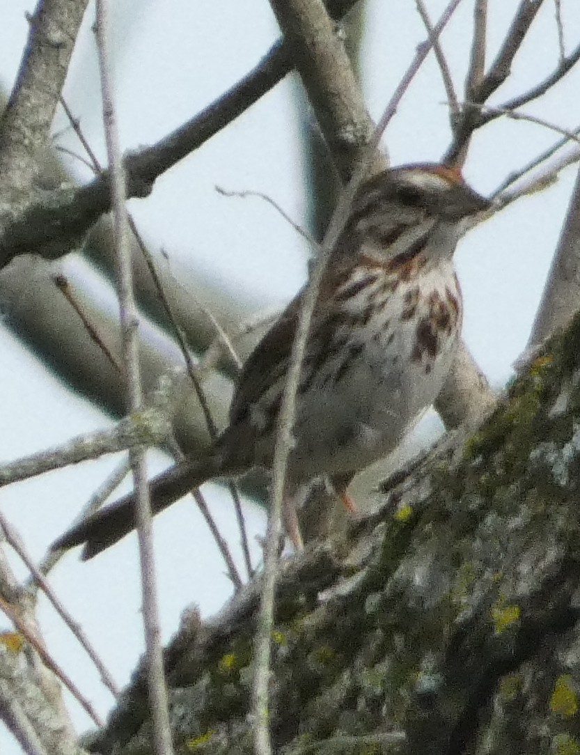 Song Sparrow - ML639272115