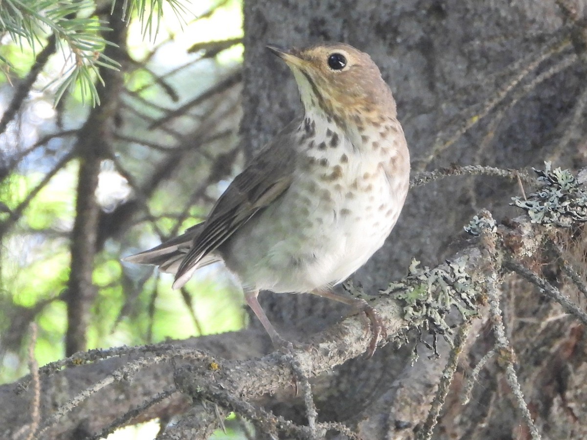 Swainson's Thrush - ML639272121