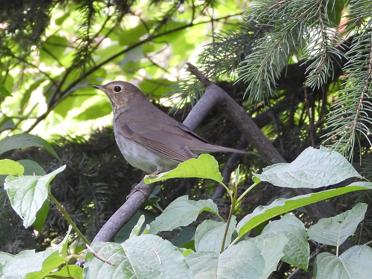 Swainson's Thrush - ML639272122