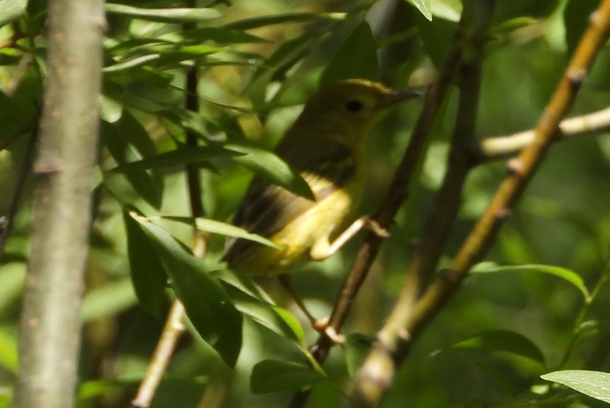 Yellow Warbler - ML639272127